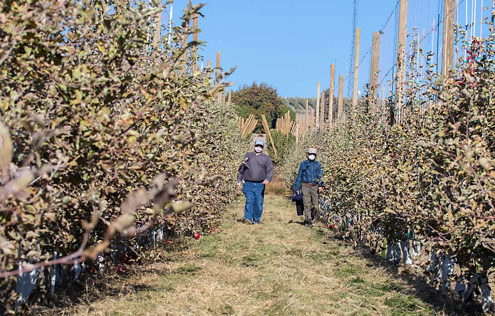 During a mini field day in 2020, growers Jim Baird and Mike Robinson walk through their block of WA 38 on G.41, where it’s hard to see growth differences between the mustard meal, fumigation and untreated control rows. Robinson said he hoped a mustard seed meal soil treatment would encourage beneficial soil microbes that boost tree health and productivity, but so far, he “hasn’t seen that translate into economic benefit to the tree.” (TJ Mullinax/Good Fruit Grower)