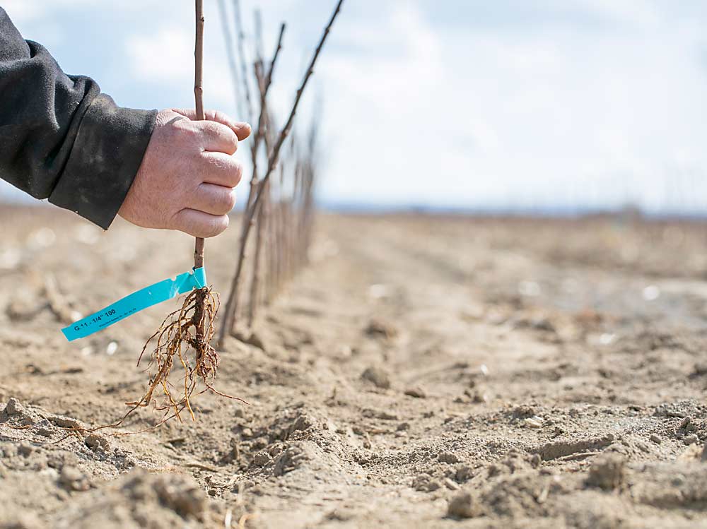 In the era of designer rootstocks, don’t overlook the tried-and-true choices such as Geneva 11, one of the more consistent performers across location and scion for more than 20 years. (Photo illustration by TJ Mullinax/Good Fruit Grower)