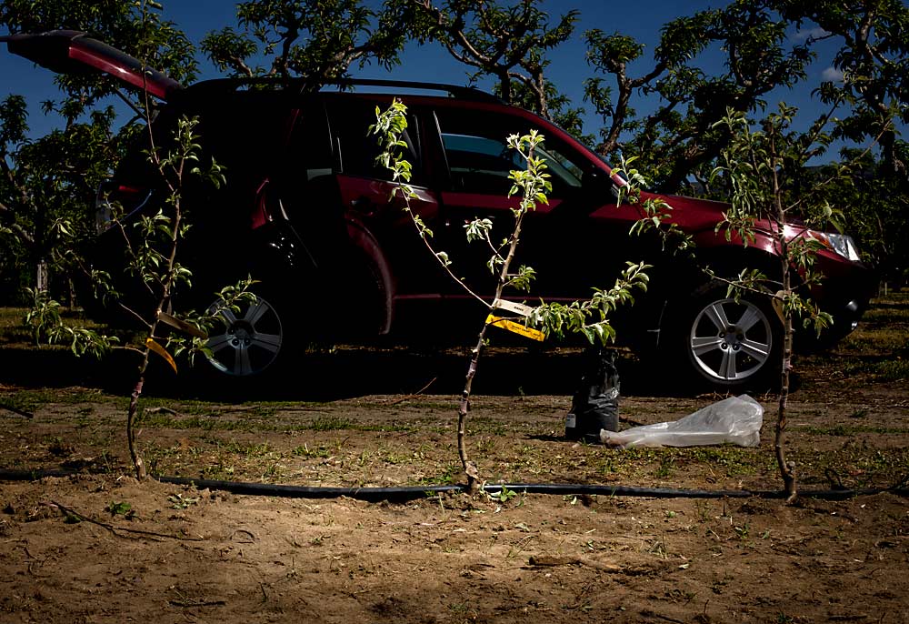 A Royal Red Honeycrisp tree on Geneva 935 rootstock bears grafting tape during inoculation trials in 2017 at a Wenatchee, Washington, nursery. Researchers have not determined the cause of a tree decline common in certain Honeycrisp strains on G.935, but they do not believe viruses are the main culprit. (TJ Mullinax/Good Fruit Grower)