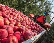 Juan Pablo Ramirez removes a bin of organic apples from a fourth leaf Buckeye Gala planting at the New Royal Bluff Orchard in Royal City, Washington, on Wednesday, August 22, 2018. Gala is expected to overtake Red Delicious as the state's number 1 variety by volume this year. (TJ Mullinax/Good Fruit Grower)