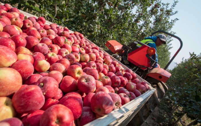 Juan Pablo Ramirez removes a bin of organic apples from a fourth leaf Buckeye Gala planting at the New Royal Bluff Orchard in Royal City, Washington, on Wednesday, August 22, 2018. Gala is expected to overtake Red Delicious as the state's number 1 variety by volume this year. (TJ Mullinax/Good Fruit Grower)
