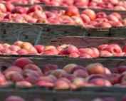 Gala apples harvested north of Wapato, Washington, in 2015. While Galas and Red Delicious together make up 30 percent of the Washington apple crop, they represent more than 65 percent of exported varieties over the last five years. (TJ Mullinax/Good Fruit Grower file photo)