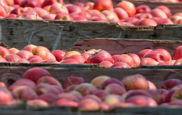 Gala apples harvested north of Wapato, Washington, in 2015. While Galas and Red Delicious together make up 30 percent of the Washington apple crop, they represent more than 65 percent of exported varieties over the last five years. (TJ Mullinax/Good Fruit Grower file photo)
