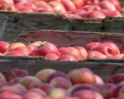 Gala apples from the 2015 season are harvested north of Wapato, Washington on August 13, 2015. Washington's applecrop was the third largest, coming in over 118 million boxes designated for fresh market. (TJ Mullinax/Good Fruit Grower)