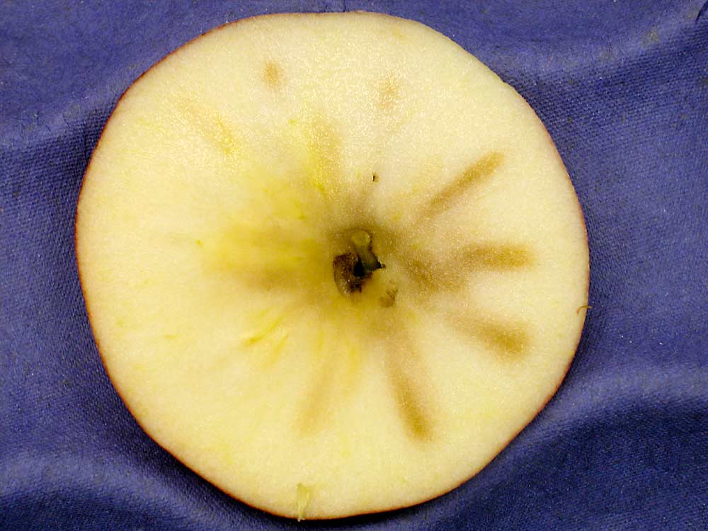 Stem-end flesh browning, seen here in a sliced apple, begins in the shoulder of stored apples, at the stem end, and progresses throughout their flesh. (Courtesy James Mattheis/USDA)
