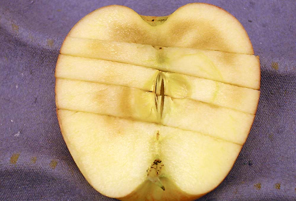 Stem-end flesh browning could threaten the long-term domestic supply of Galas, now the top variety in the United States. (Courtesy James Mattheis/USDA)