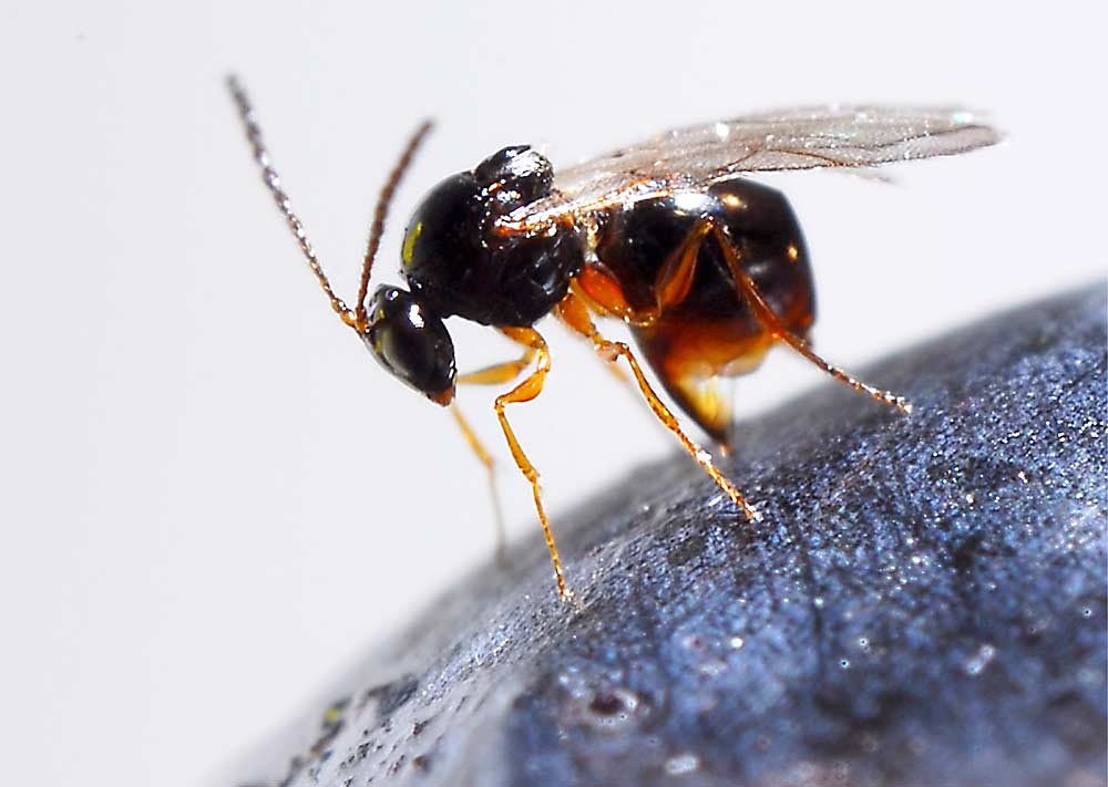The USDA is preparing for the release of parasitoid wasps in U.S. tree fruit, berry and other crops either this fall or next spring. The wasps, known by the scientific name of Ganaspis brasiliensis, are a natural enemy of spotted wing drosophila. (Courtesy Kim Hoelmer/USDA)