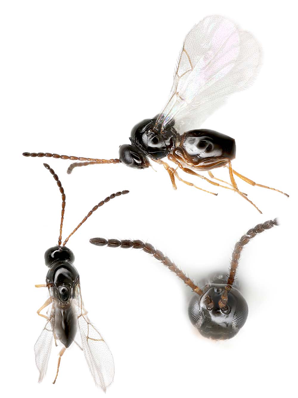This photo illustrates for entomologists how to identify Ganaspis brasiliensis, a parasitoid wasp that targets spotted wing drosophila larvae. After a decade-long review, federal officials have approved Ganaspis for controlled releases to study how it may help control SWD, and scientists in Western Washington have recently detected it in the landscape as well. (Courtesy Silas Bossert/WSU Department of Entomology)