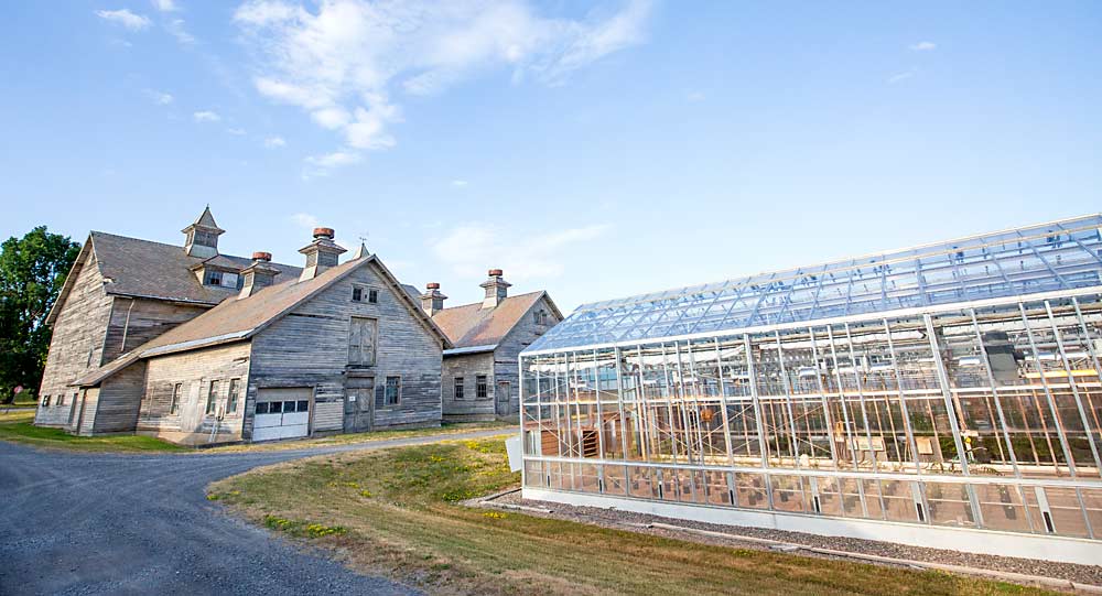 The Cornell University Dairy Barn, built in 1902, was the cornerstone of the New York State Agricultural Experiment Station after it was established in 1880 in Geneva, New York. The station, now renamed Cornell AgriTech, includes several modern facilities such as the Horticulture Greenhouses, at right, that were built in the early 1990s. (TJ Mullinax/Good Fruit Grower)
