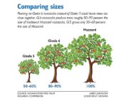 A comparison of tree sizes on Gisela 5, Gisela 6 and Mazzard rootstocks. Source: Washington Tree Fruit Research Commission, Illustration: Jared Johnson/Good Fruit Grower