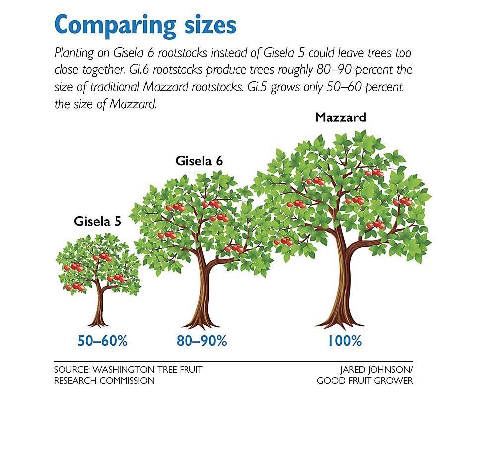 A comparison of tree sizes on Gisela 5, Gisela 6 and Mazzard rootstocks. Source: Washington Tree Fruit Research Commission, Illustration: Jared Johnson/Good Fruit Grower