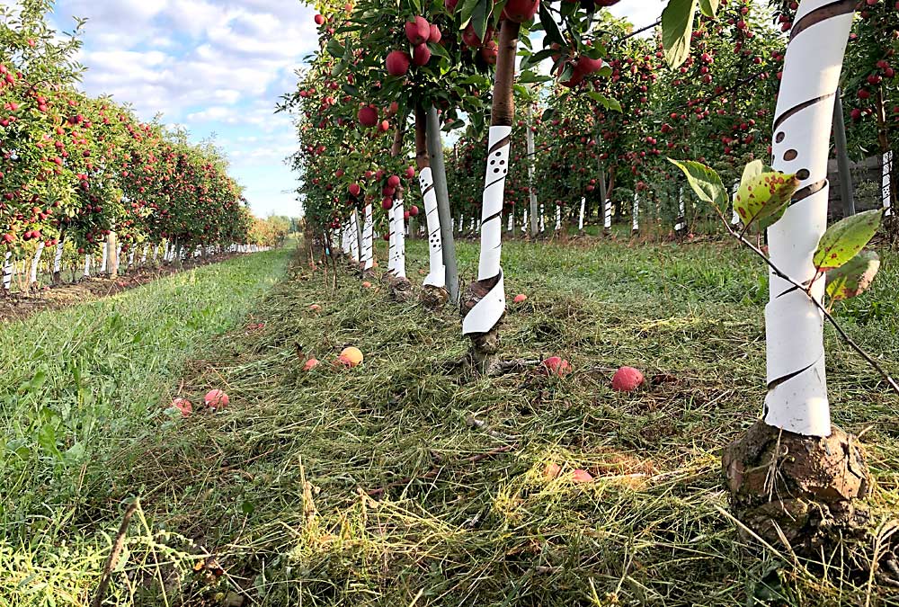 An orchard at MSU’s Clarksville Research Center where researchers are testing deep-rooted native grass mixes as an alternative to the typical shallow-rooted grasses for increasing carbon sequestration in orchards. Gerber/Nestle provided funding for this study. The native grasses are planted between rows, while some clippings have been blown around tree roots by a mower. (Photo courtesy Drew Afton/Gerber/Nestle)