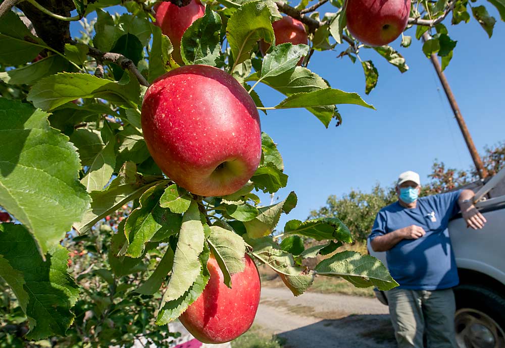 Jack Van De Brake , owner of Apple Jack Orchards in Yakima, Washington, shows what he calls the Vandees apple, just before its harvest in early October. He has been growing it since he found a chance apple seedling in 1997 and is now looking to sell it. (TJ Mullinax/Good Fruit Grower)