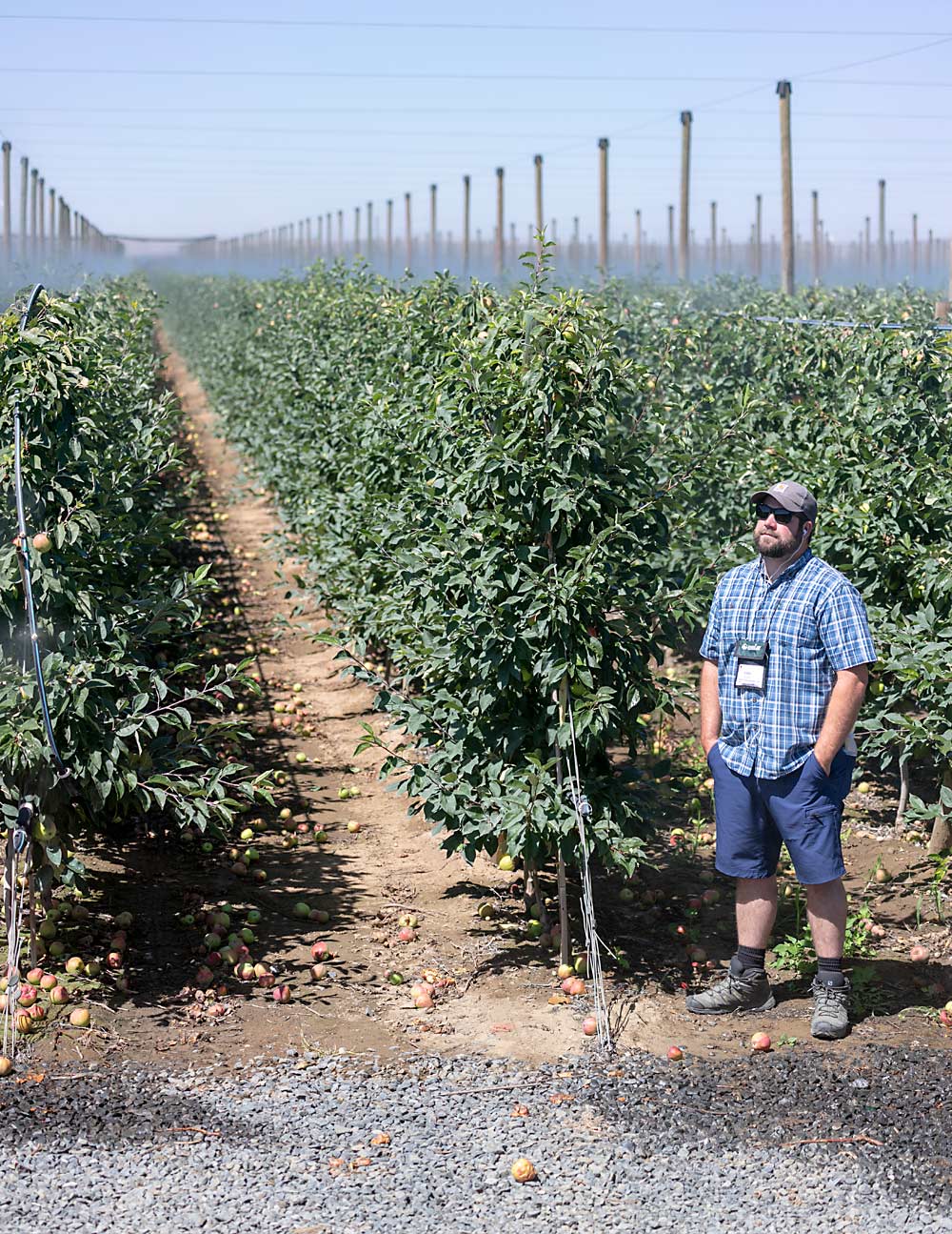 Kade Wallace of Adams County Nursery in Pennsylvania enjoys the mist cooling as he listens to Goldy explain how he designed this 3-foot by 6-foot spaced orchard and planted with 7-foot-tall trees, already touching the top wire. The tall posts in the background provide cross-support and could eventually support shade netting. (TJ Mullinax/Good Fruit Grower)