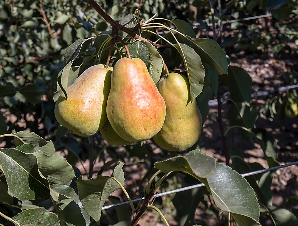 A Canadian-bred pear variety, HW 624, awaits harvest in a Quincy, Washington, block in late August. It’s the first commercial harvest for the fruit, marketed as the Happi Pear by Stemilt Growers, which holds the exclusive U.S. license to the pears. (TJ Mullinax/Good Fruit Grower)