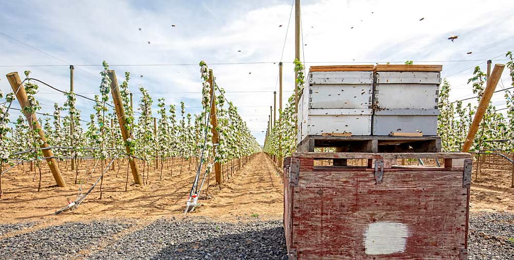 The investment in the planting is high, with over 2,000 trees per acre and trellis every 6 feet, Goldy admits, but he thinks the value of getting into production sooner will pay off. (TJ Mullinax/Good Fruit Grower)