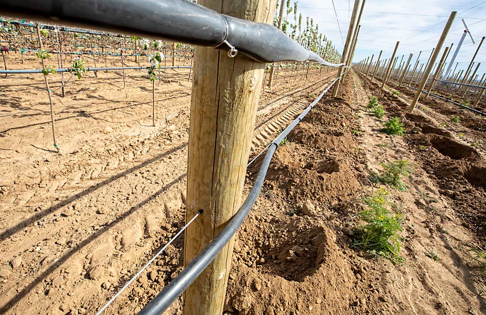 Planting 7-foot trees is not for the faint of heart. The trellis and irrigation systems must be installed first to support the trees, which then need to be planted by hand. (TJ Mullinax/Good Fruit Grower)