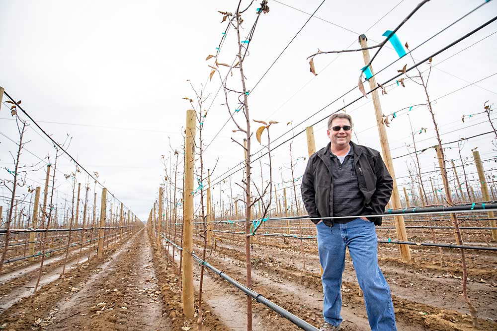 Dale Goldy stands in a narrow row of an innovative 2019 planting near Quincy, Washington, in February. Planted at a 3-foot by 6-foot spacing, the system utilizes large nursery trees that already filled their space, so Goldy expects they will produce a high-quality crop in the second leaf. (TJ Mullinax/Good Fruit Grower)