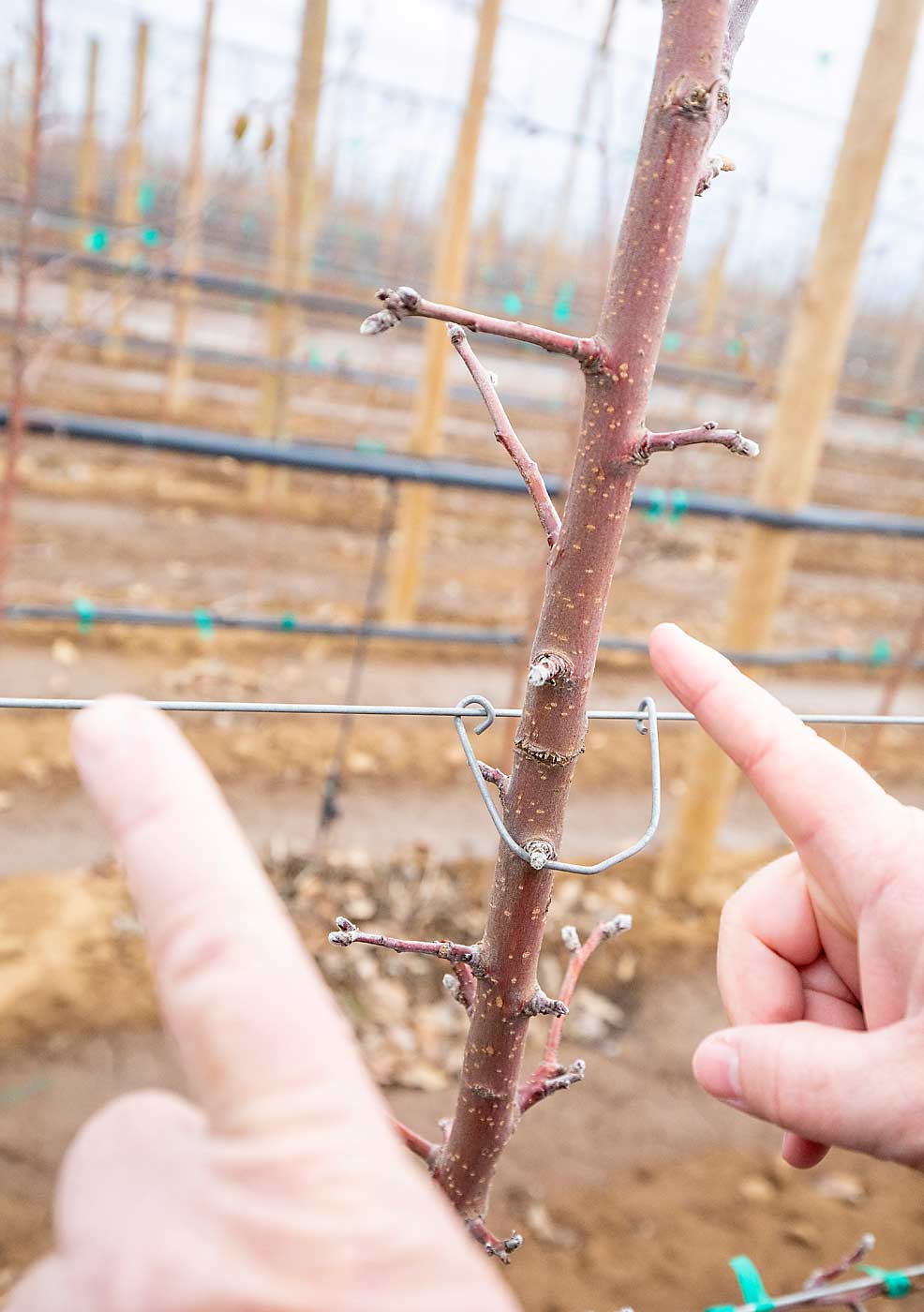 Instead of a typical nursery tree’s feathered branches, Goldy produced these trees to have 20 or so small dards, or short feathers, which is a better fit for the two-dimensional canopy he plans to manage. (TJ Mullinax/Good Fruit Grower)