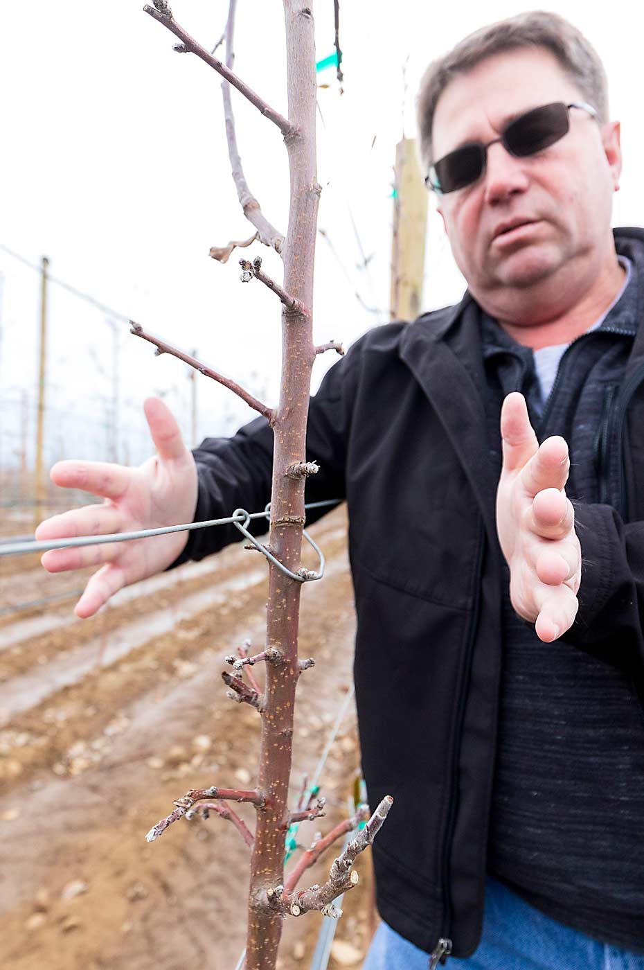 Goldy expects to manage a canopy of about 10 inches on either side of the tree. Click pruning will promote renewal of fruiting wood while keeping the production in this narrow box. (TJ Mullinax/Good Fruit Grower)