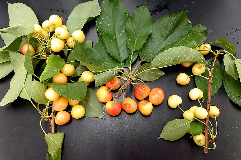 An example of a sample  for submission including  four 5-inch cuttings with leaves and fruit stems. (Courtesy Tianna DuPont)