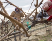 Vineyard managers are looking to reduce hand labor and increase mechanization in their fields. Some very specific tasks, like how Ignacio Silva is pruning Cabernet Sauvignon back to eight spurs per cordon, may be more difficult to mechanize. (TJ Mullinax/Good Fruit Grower)