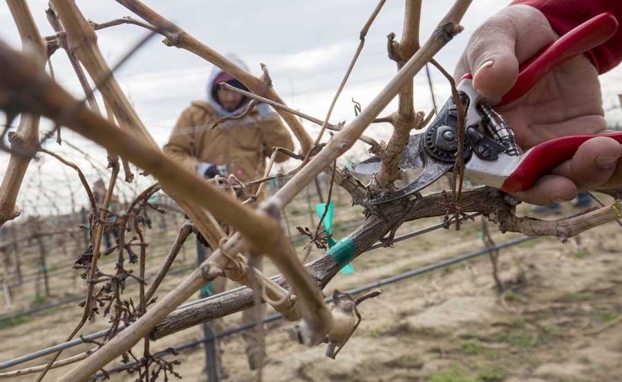 Vineyard managers are looking to reduce hand labor and increase mechanization in their fields. Some very specific tasks, like how Ignacio Silva is pruning Cabernet Sauvignon back to eight spurs per cordon, may be more difficult to mechanize. (TJ Mullinax/Good Fruit Grower)