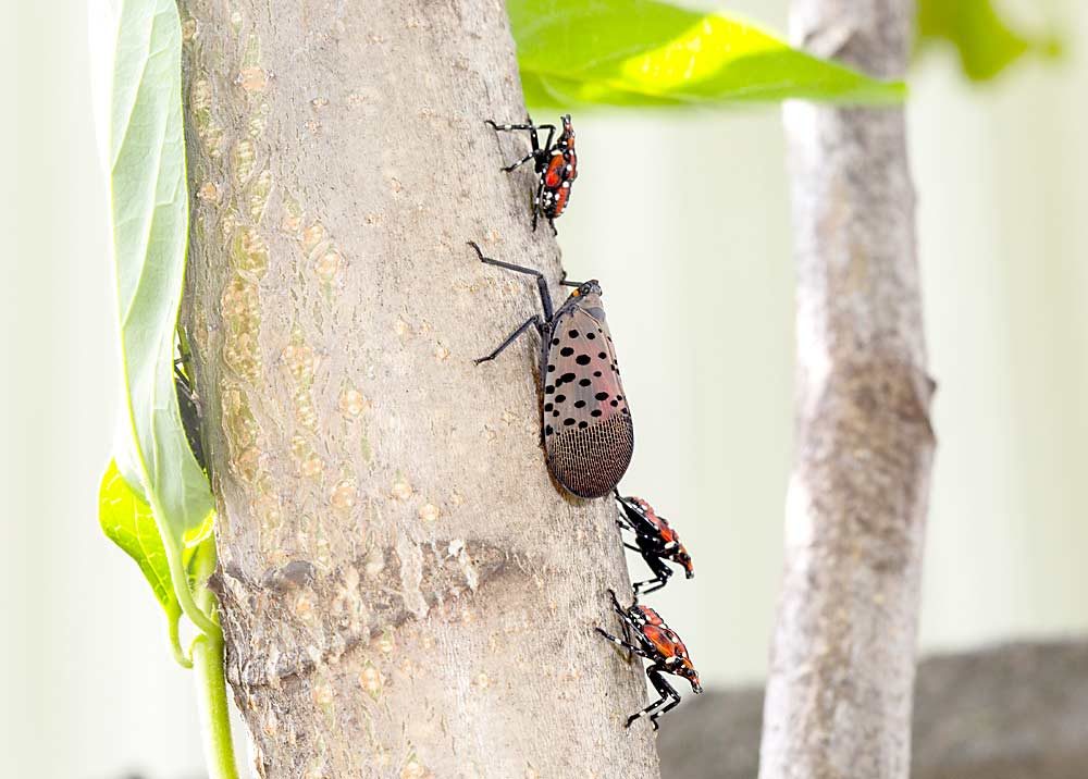 The spotted lanternfly — seen here in the winged adult and fourth instar nymph stages — poses a serious risk to grapevines and fruit trees. (Courtesy U.S. Department of Agriculture, Agricultural Research Service)