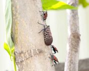 The spotted lanternfly — seen here in the winged adult and fourth instar nymph stages — poses a serious risk to grapevines and fruit trees. (Courtesy U.S. Department of Agriculture, Agricultural Research Service)