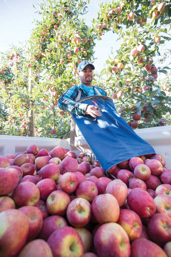 Alejandro Ibarra unloads a freshly picked bag during Oasis Farms’ apple harvest. A diversity of crops, including blueberries, hops, apples, and grapes, keeps workers busy harvesting from mid-June to early November. (TJ Mullinax/Good Fruit Grower)