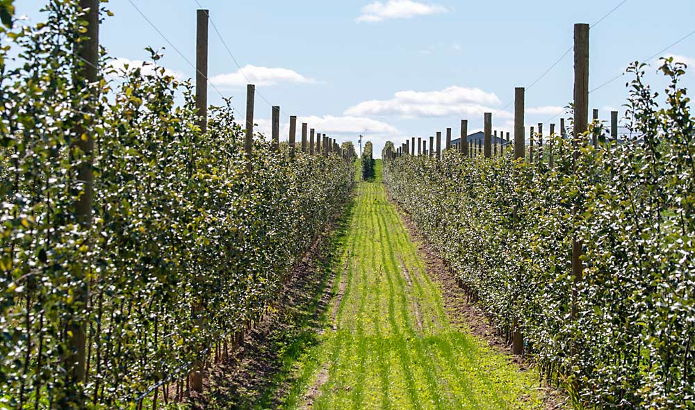 The super spindle system, which Farrow started planting in the late 1990s, is the foundation of his precision crop load management approach. (Amanda Morrison/for Good Fruit Grower)
