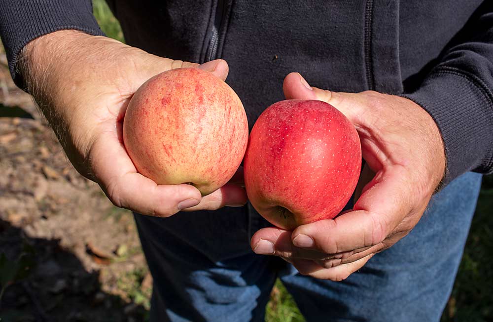 Which apple will make you more money? Farrow’s focus on increasing returns leads him to embrace new technology, like the mechanical leafer responsible for more color in the SnapDragon apple on the right. (Amanda Morrison/for Good Fruit Grower)