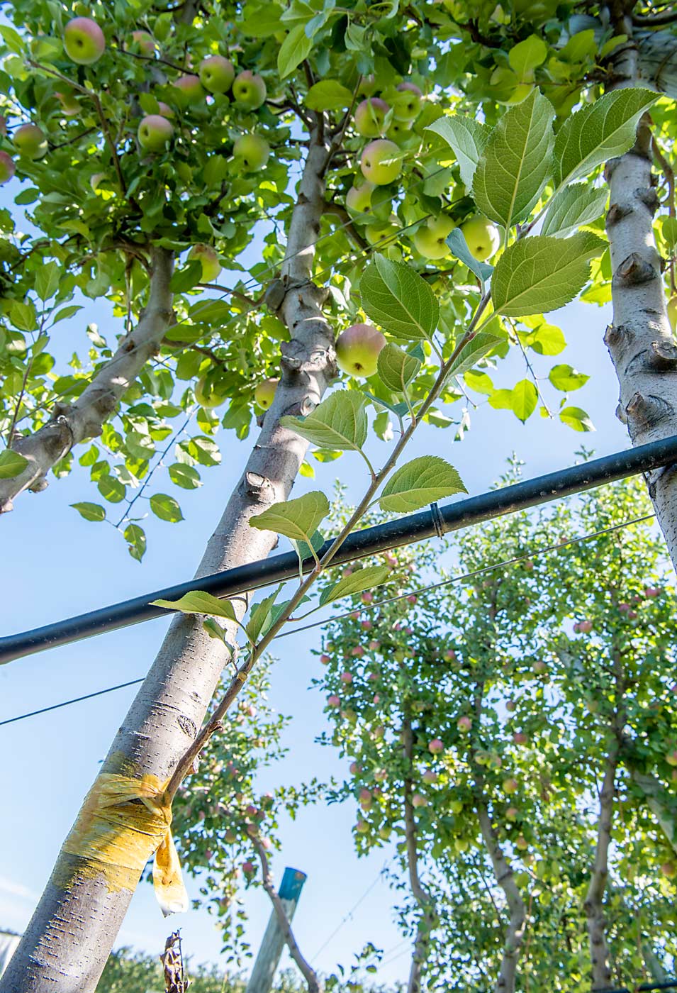 Side grafting a new scion onto a tree that’s still producing takes some of the pain out of flipping an orchard to a new variety, Farrow said. With this approach, he only loses one crop year entirely. (Amanda Morrison/for Good Fruit Grower)