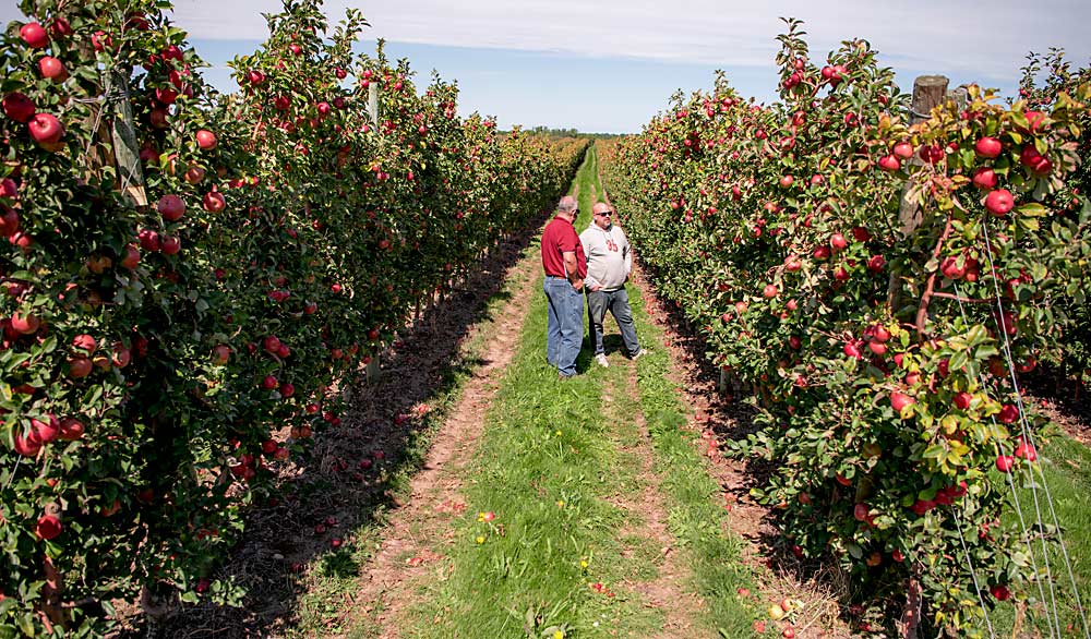 Rod Farrow, left, and Jason Woodworth look at fruit development in a SnapDragon block at Lamont Fruit Farm, which Farrow recently sold to Woodworth and Jose Iniguez. Executing the farm transition took about a decade from when Woodworth joined the farm. (Amanda Morrison/for Good Fruit Grower)