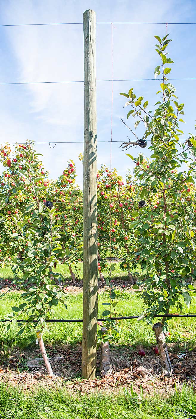 In this row of pollinizers recently grafted over, you can see a 3-year-old graft on the left, a 2-year-old graft on the right, and a new graft in the center, replacing a rare one that didn’t take, Farrow said. (Amanda Morrison/for Good Fruit Grower)