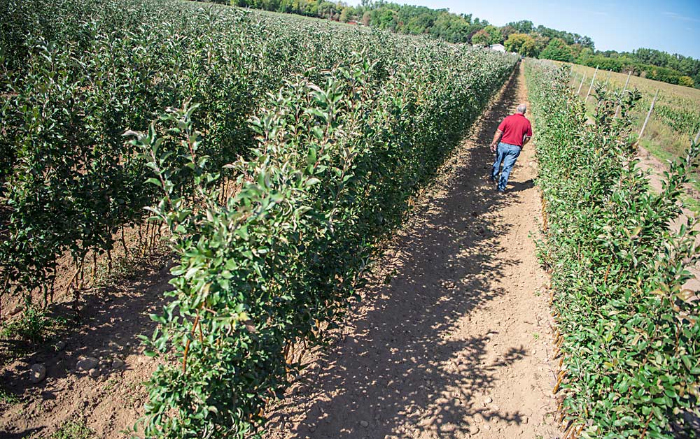 While Lamont Fruit Farm hasn’t bought a nursery tree since 1992, the tree production approach has changed from producing bench grafts as cheaply as possible to producing trees that are a perfect fit for the farm’s super spindle system after growing through an extra year in the nursery to gain height and promote dozens of small branches. (Amanda Morrison/for Good Fruit Grower)