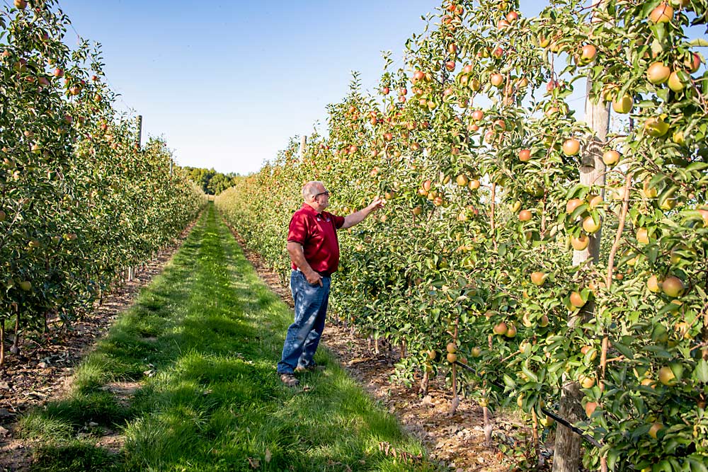 A good site, the right system, scion and rootstock set the foundation for an orchard’s success, but precision crop load management takes apple crop profitability to the next level, Rod Farrow said. (Amanda Morrison/for Good Fruit Grower)