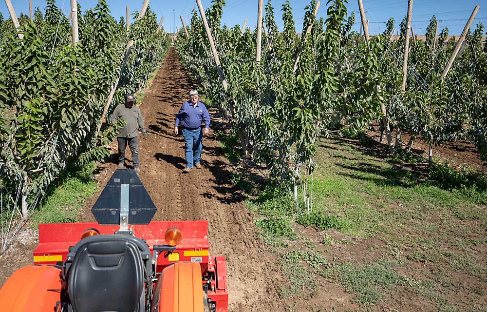 Robinson walks with longtime farm employee Norberto Perez to discuss cover crop seeding at an Othello V-trellis cherry block in September. The two are trying to cut down on broadleaf weeds, which can host the leafhoppers that are vectors for X disease. (TJ Mullinax/Good Fruit Grower)