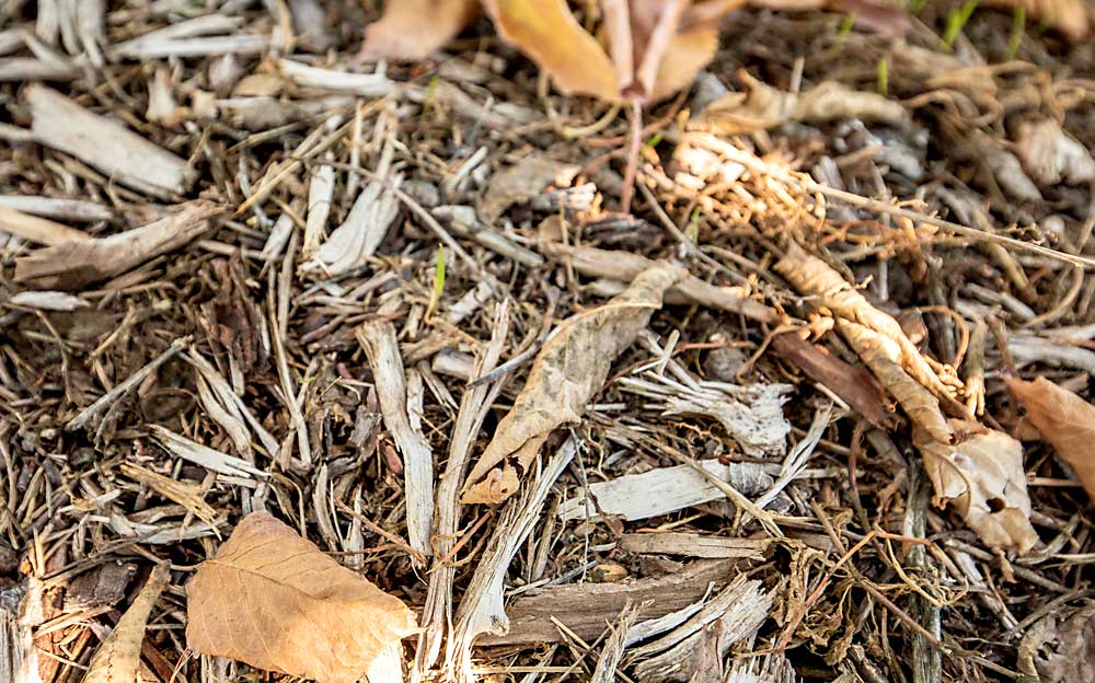 Robinson applies mulch recycled from his tree waste under the tree rows of one of his cherry blocks. Mulching removed trees sequesters more carbon than burning them, a practice change that might be eligible for grant support or carbon incentives in the future. (TJ Mullinax/Good Fruit Grower)