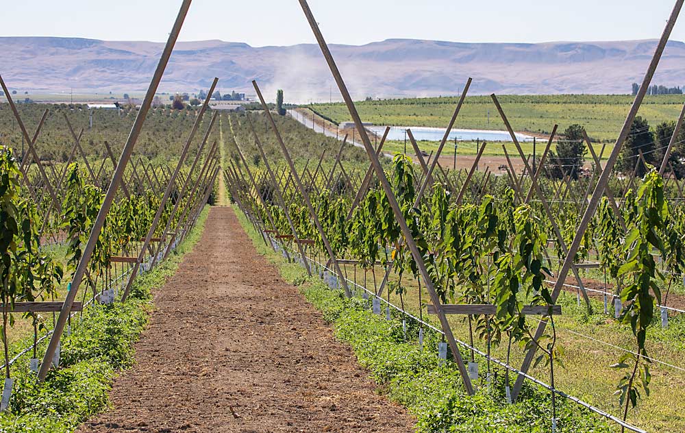 In spring 2021, Robinson planted this 5-acre experimental block of Benton and Regina cherries on Gisela 6 rootstocks at 8- by 14-foot spacing. A grass cover crop seed was just applied to cut down on broadleaf weeds, the ideal habitat for the leafhoppers that are vectors for little cherry disease. The young trees will be trained into a four-leader V-trellis. (TJ Mullinax/Good Fruit Grower)