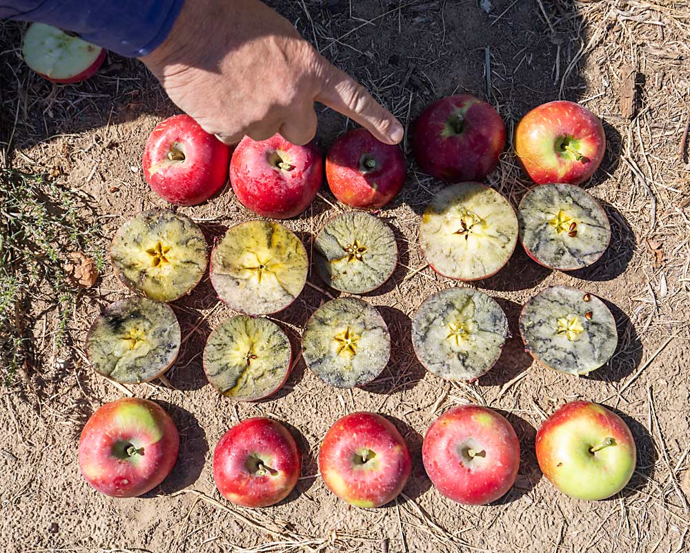 Mike Robinson runs a starch test on WA 38, the apple marketed as Cosmic Crisp, in September in Othello. (TJ Mullinax/Good Fruit Grower)