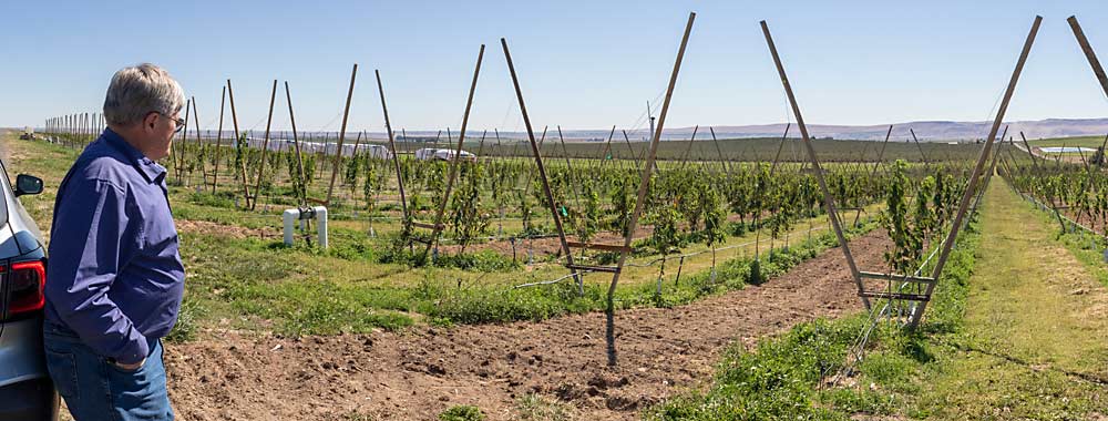 What’s the carbon footprint of an orchard block from planting to production? Grower Mike Robinson, looking over a newly planted cherry block near Royal City, Washington, in 2021, called carbon budgeting the new food safety; retailers want to know and tree fruit growers need to start developing science-based answers. (TJ Mullinax/Good Fruit Grower)