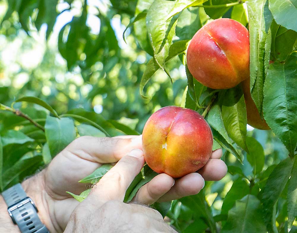 Picking peaches and nectarines at their optimum ripeness involves multiple passes, guided primarily by color. Dark red fruits, like this nectarine, can be the most difficult to gauge, but Douglas recommends looking at the background color to see if it’s breaking yellow and ready to pick. (TJ Mullinax/Good Fruit Grower)