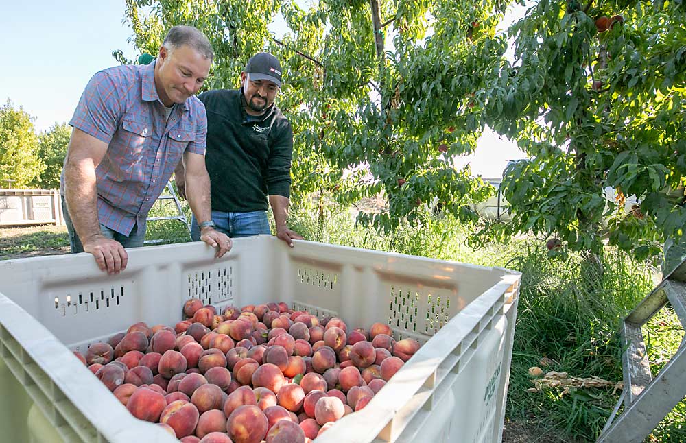 John Douglas and ranch manager Octavio Torres look at the quality of their Summer Glow peaches. Torres is the nephew of the Octavio Torres who “Big John” Douglas tapped to manage the new Columbia Basin orchards in the 1980s. (TJ Mullinax/Good Fruit Grower)
