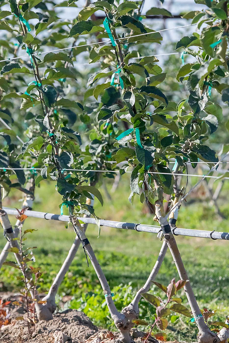 “It’s a sign of the times,” John Douglas said of this young apple block, grafted over from Premier Honeycrisp — which struggled to color in the warm growing region — to Envy and high-color Galas. “We have to adapt quickly.” (TJ Mullinax/Good Fruit Grower)