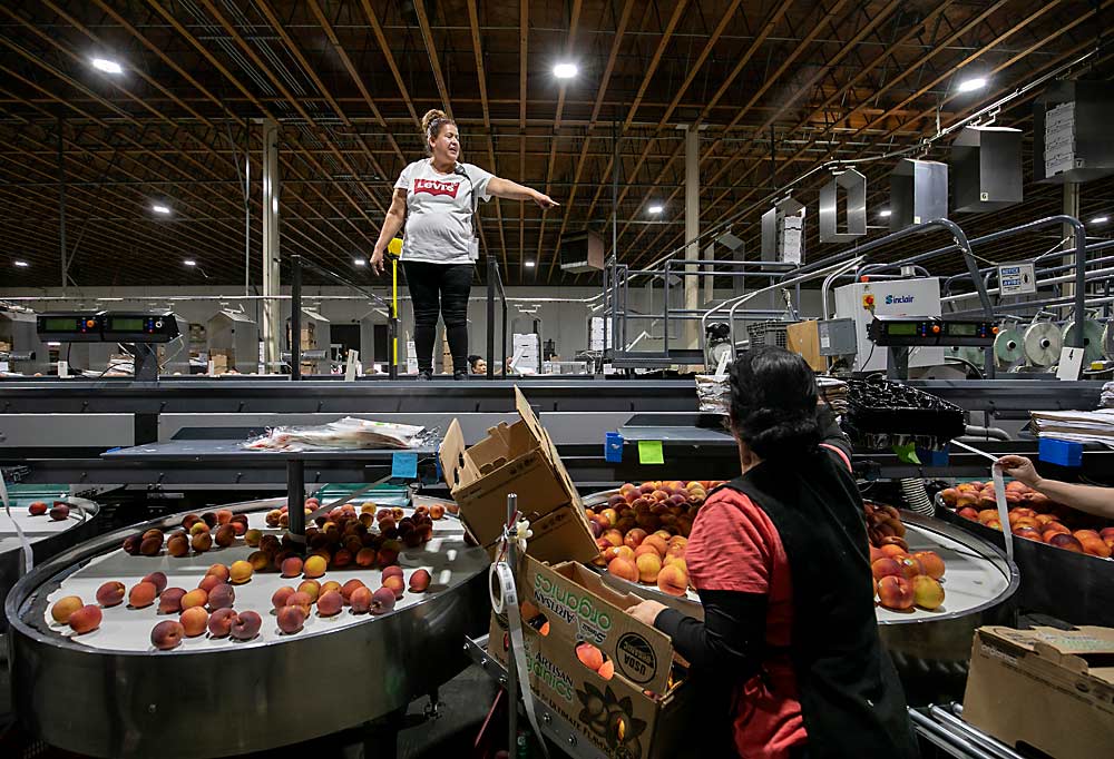 From a platform above the rolling peaches, Julia Montano-Beleche directs the packers who are bagging, tray packing and tenderly filling boxes with organic peaches. The stone fruit packing system at Douglas Fruit is labor intensive. That’s why, after years of watching the technology improve, the company pulled the trigger on a new line and began installation this fall. (TJ Mullinax/Good Fruit Grower)