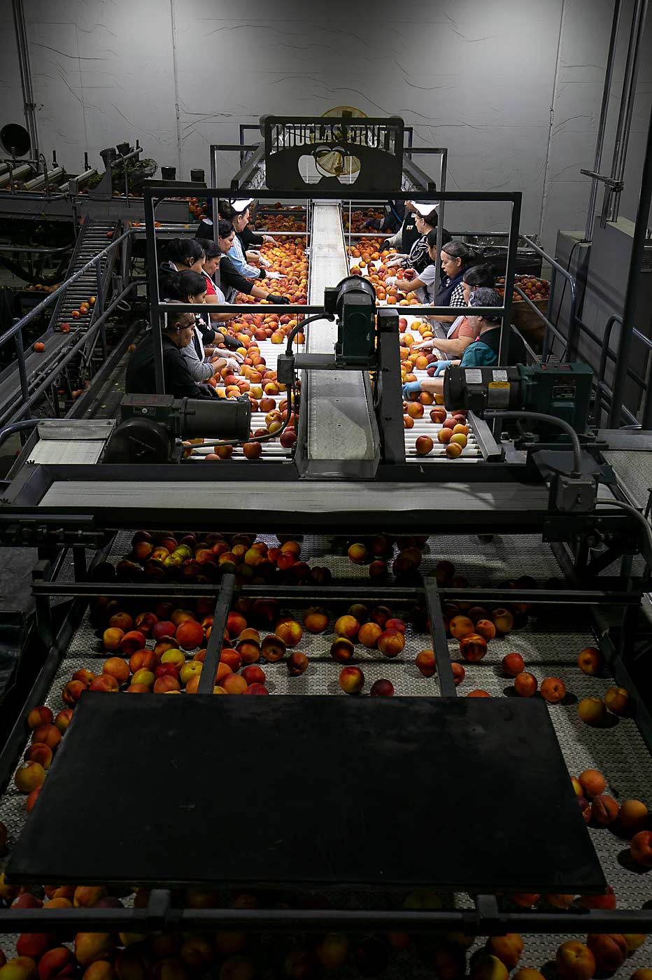 Experienced sorters grade organic peaches rolling into the packing line at Douglas Fruit in Pasco, Washington, in September. Next season, an optical sorter will take on that role, allowing the company to shift its staffing to run the stone fruit and apple lines at the same time, according to general manager Pete Douglas. (TJ Mullinax/Good Fruit Grower)