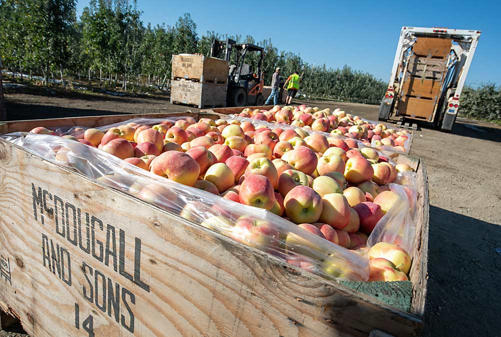 The second pick of Ambrosia at a McDougall and Sons orchard in Quincy, Washington, in October. Investing in their own proprietary variety in the early 2000s changed the course of the company, Scott and Stuart say, giving them the returns to afford to grow their business. (TJ Mullinax/Good Fruit Grower)