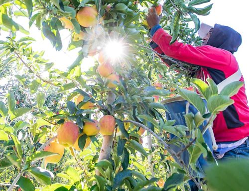 Ambrosia changed everything: 2022 Good Fruit Growers of the Year
