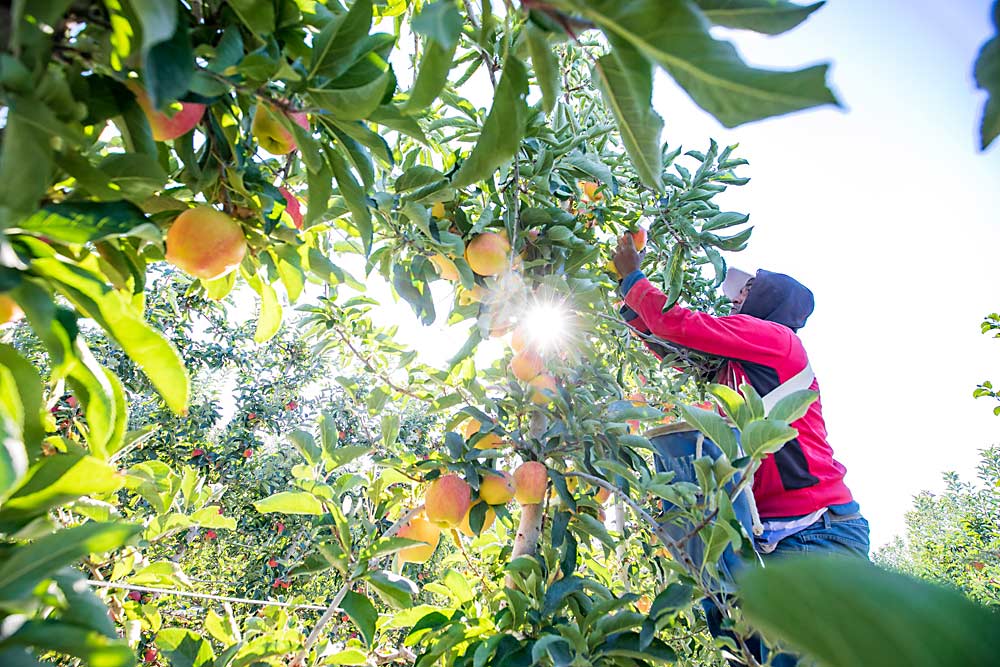 Rodolfo Perez, an H-2A worker from Mexico, works on the second pick of Ambrosia in a McDougall and Sons orchard in Quincy, Washington, in October. This was a tough year for color on many varieties, said Scott McDougall, including Ambrosia. (TJ Mullinax/Good Fruit Grower)